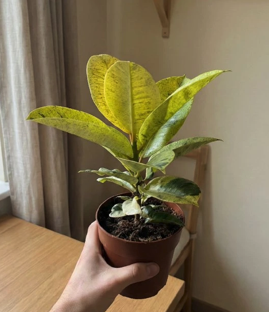 Ficus elastica Shivereana_1